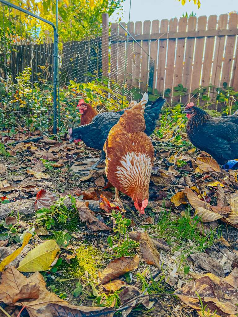 backyard chickens foraging for food