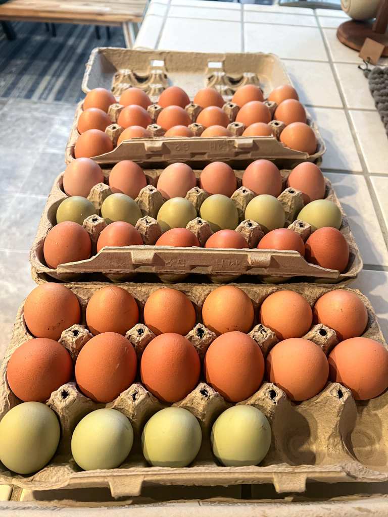 fresh eggs from backyard chickens
