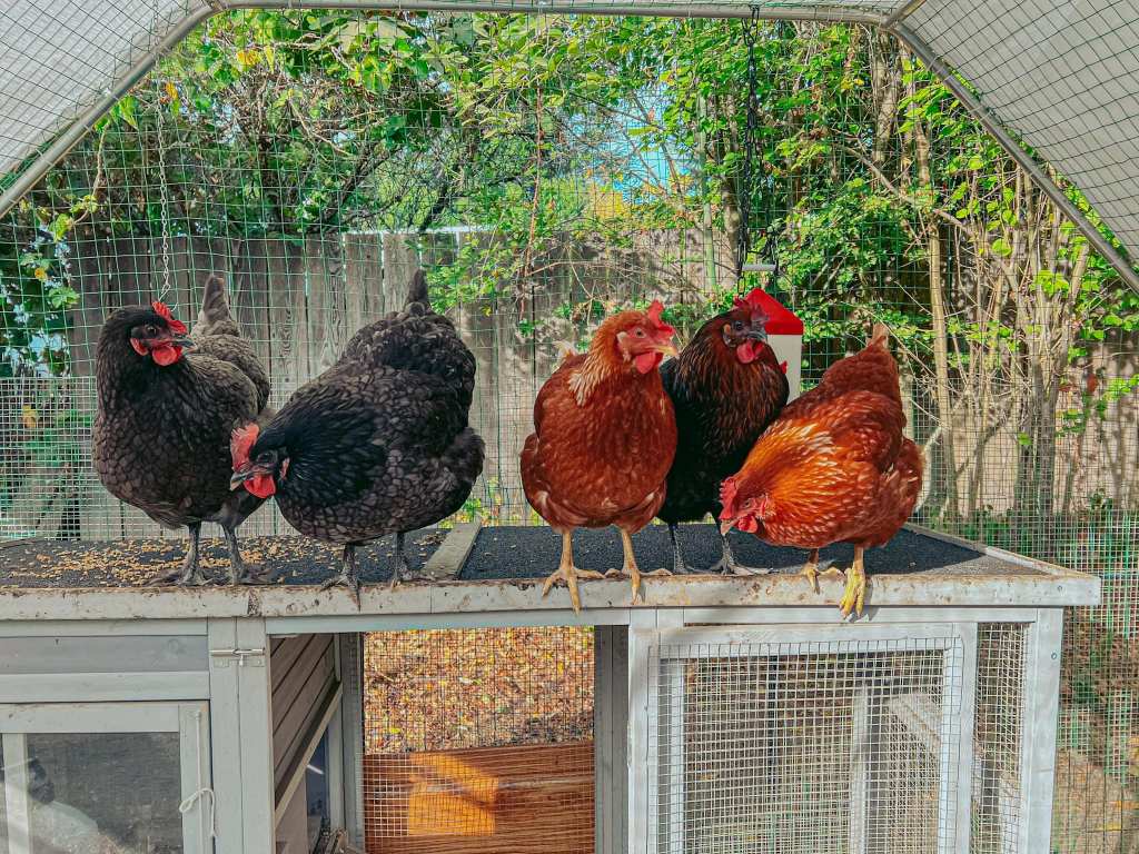 backyard chickens sitting on a coop